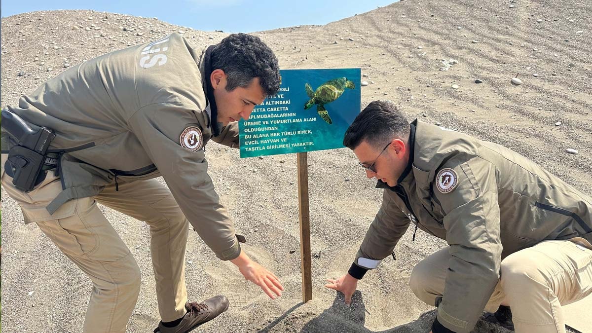Caretta carettalar tehlike altında! Uyarı levhaları dikildi