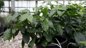 İklim değişti: Kahve bitkisi meyve vermeye hazırlanıyor