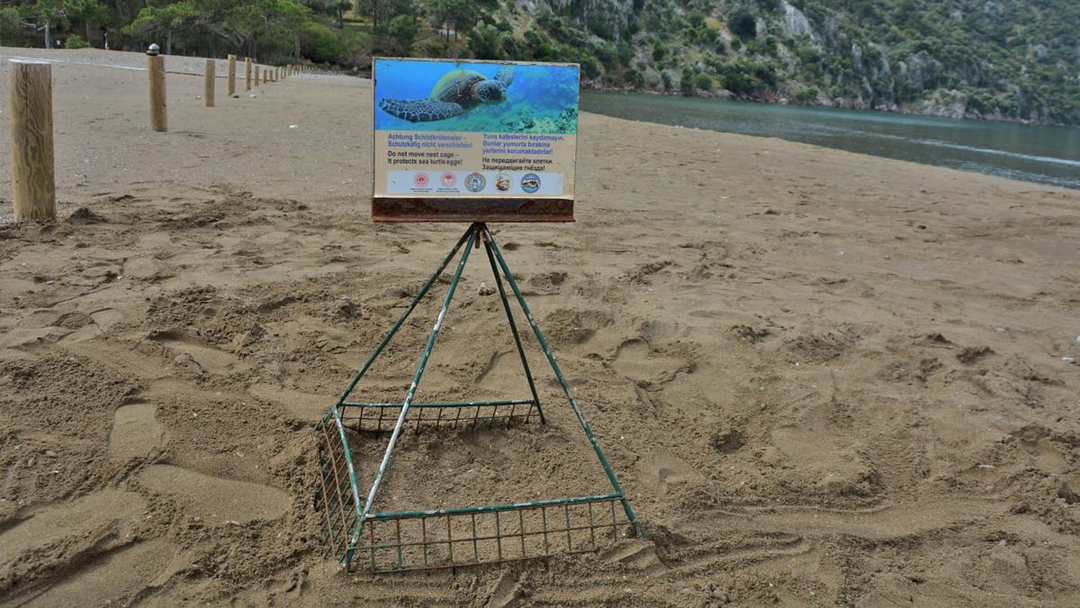 İztuzu'nda caretta caretta sezonu başladı