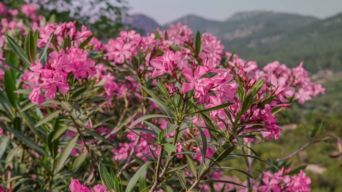 Zakkumlar çiçek açtı: Dağlar renklendi