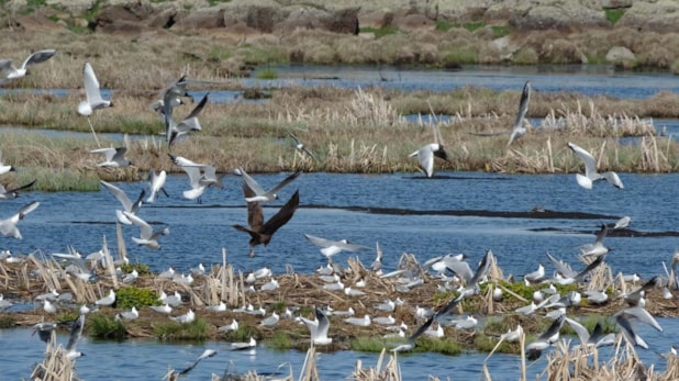 Çalı Gölü'ne göçmen kuşlar gelmeye başladı