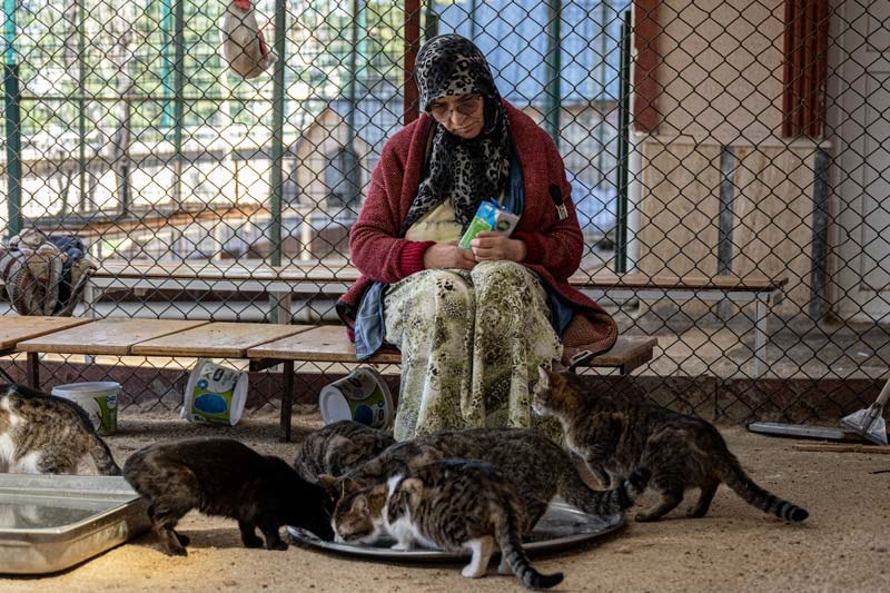 Mstakil evinin bir katn sokak kedilerine yuva yapt
