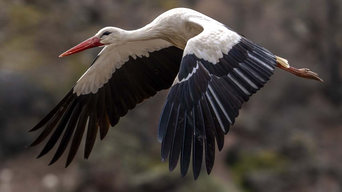 Kızılırmak Deltası'nda leylek sevinci: Yuvalar dolup taşıyor
