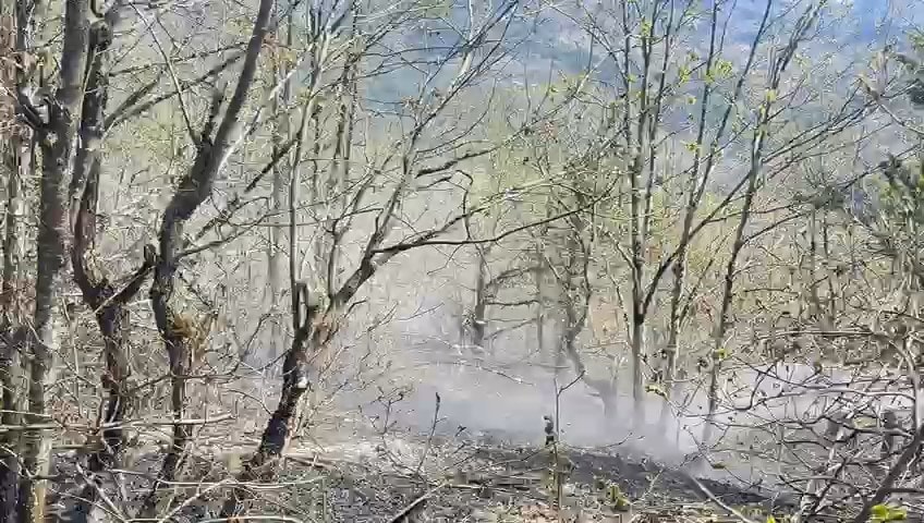 Artvin'de orman yangını: Alevler 2 hektarlık alanı kül etti