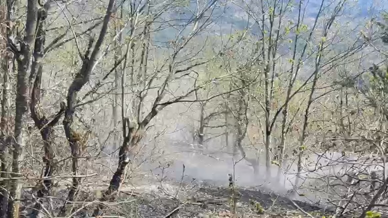 Artvin'de orman yangını: Alevler 2 hektarlık alanı kül etti
