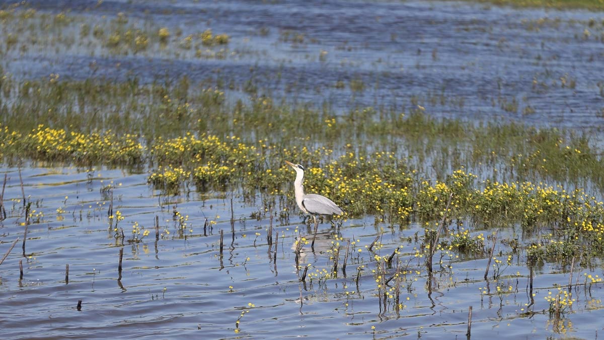 Kuş Cenneti Milli Parkı baharda gelen kuşlarla renklendi
