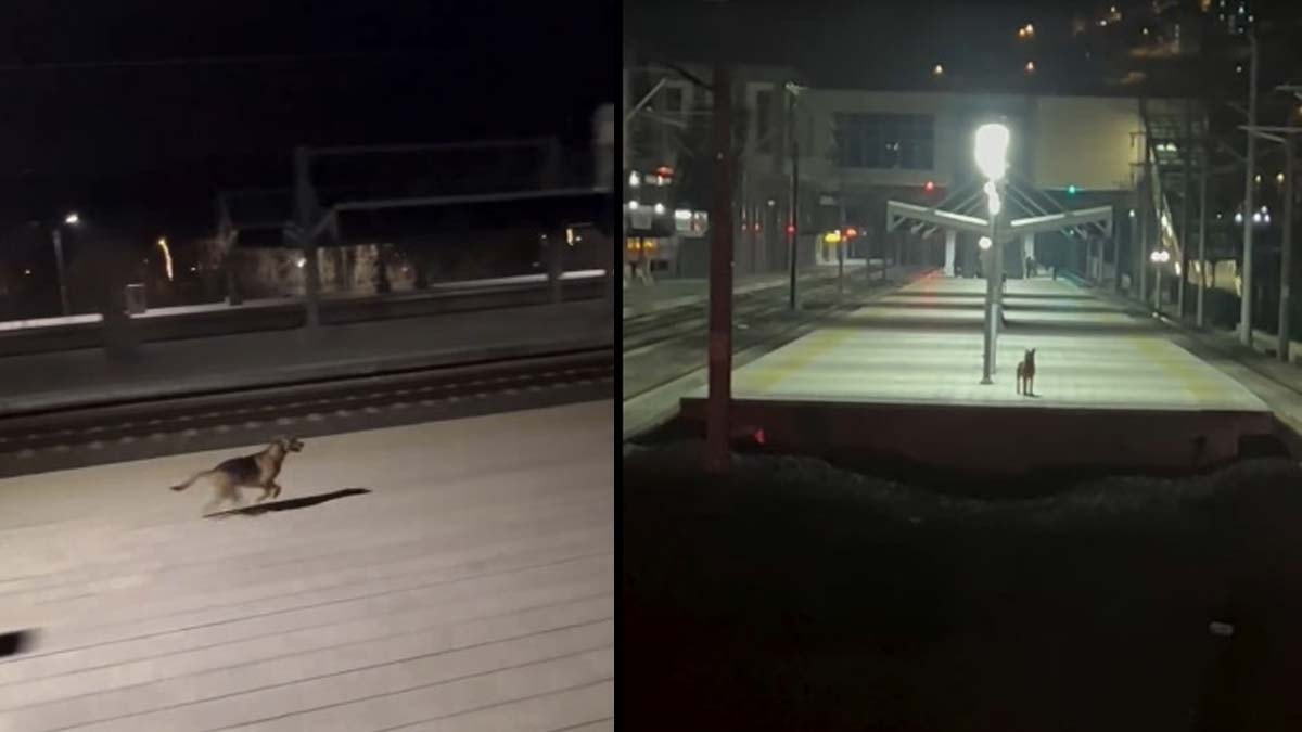 Sokak köpeğinin makiniste sevgisi gülümsetti