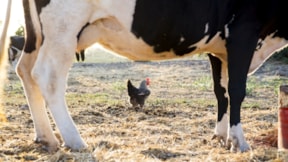Şubatta süt, yumurta ve tavuk eti üretimi düştü