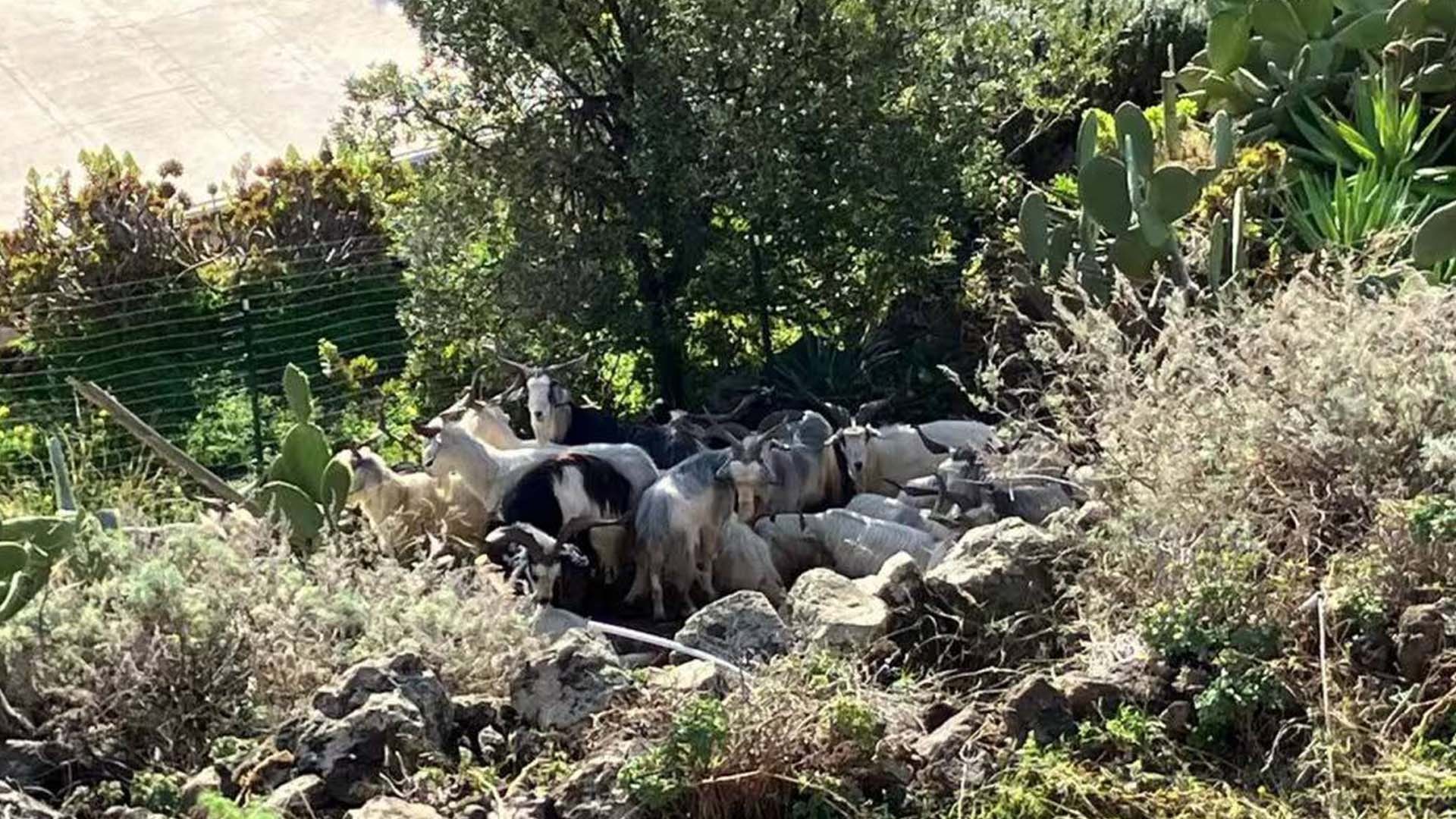 Yaban keçileri nüfusun altı katı oldu