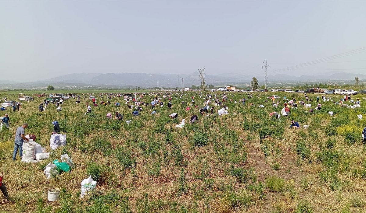 Satamadığı soğanı bedava yaptı, 3 bin kişi tarlaya koştu