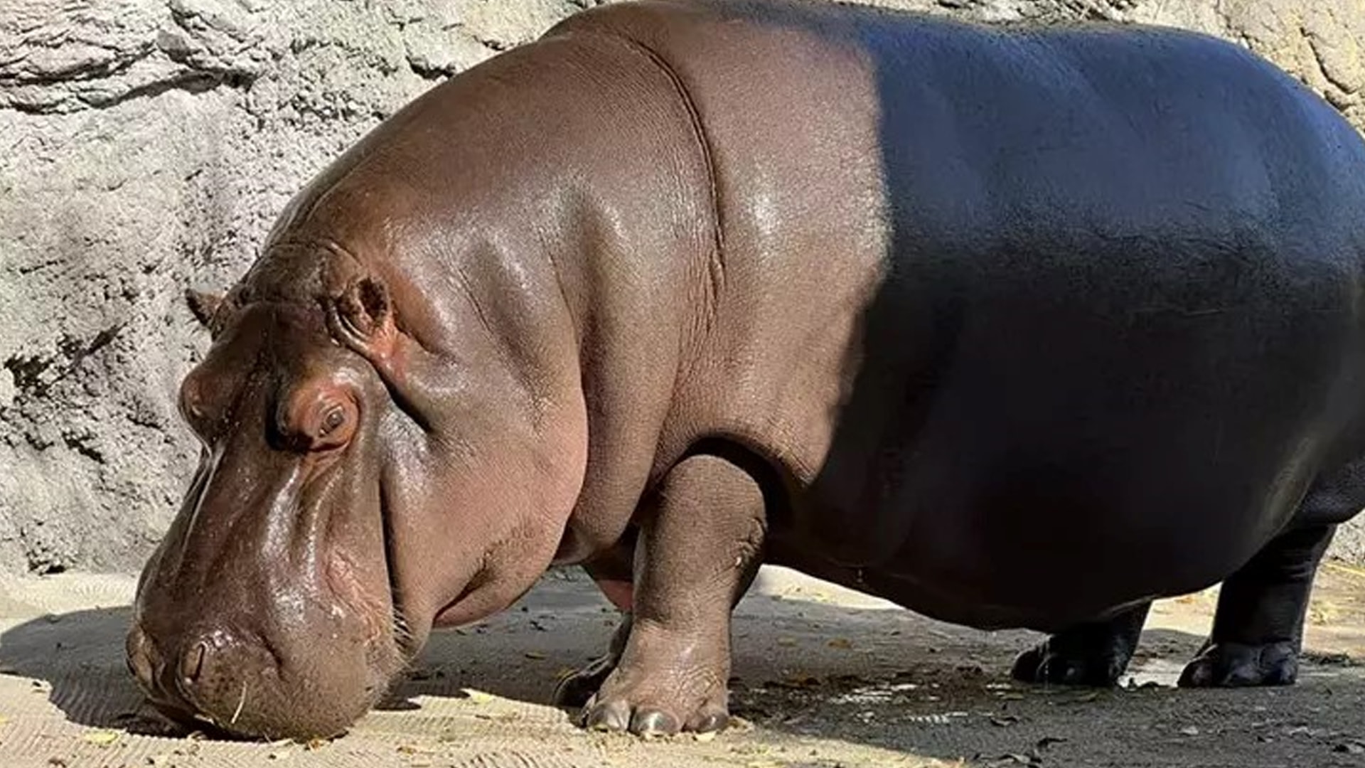 Yedi yıldır erkek olduğu düşünülen su aygırı dişi çıktı