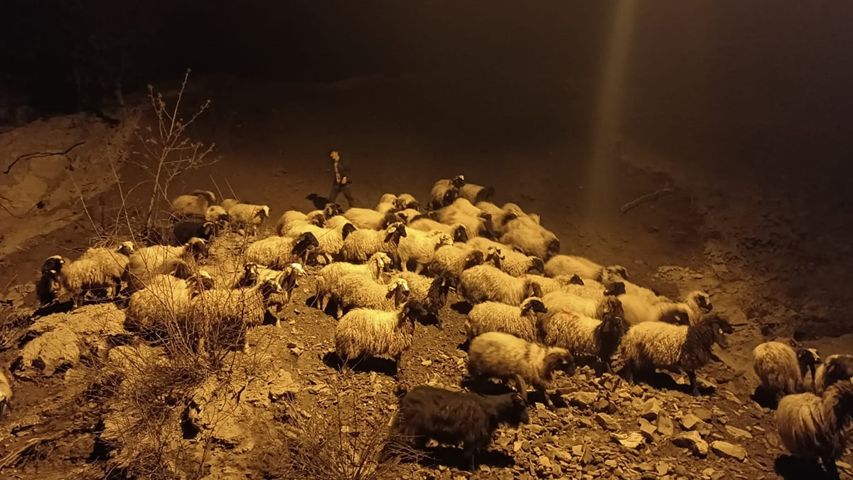 Hakkari'de heyelan: Çok sayıda hayvan toprak altında