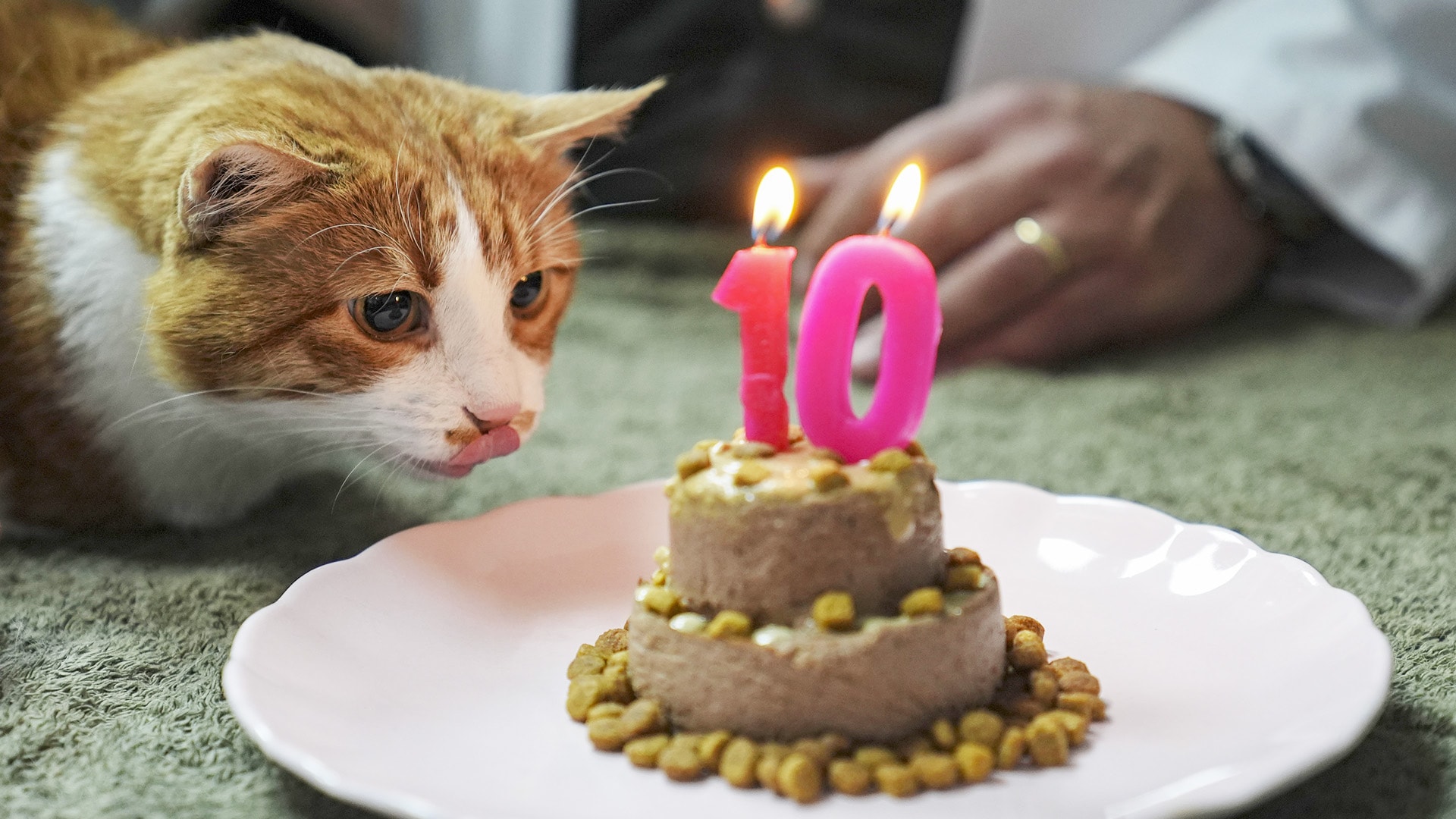 'Uyutun, o engelli kedi. Yaşamasının anlamı yok' denilen 'Umut' 10 yaşında