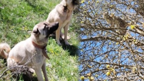 Kangal köpeklerinden ağaca tırmanarak kurtuldu
