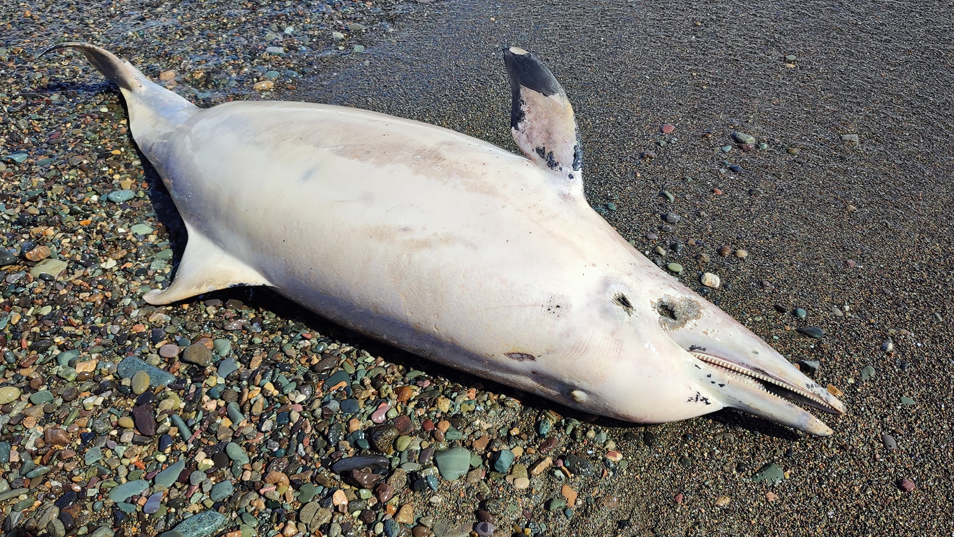 Trabzon'da üzücü görüntü... Ölü yunus sahile vurdu