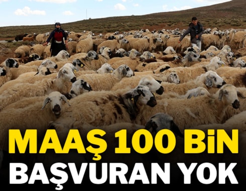 100 bin lira maaşla çalıştıracak çoban bulamıyorlar