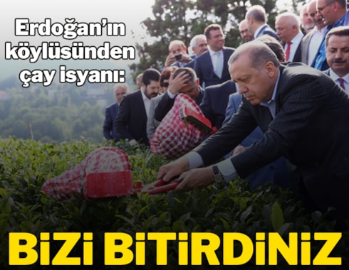 Erdoğan’ın köylüsünden çay isyanı: Bizi bitirdiniz