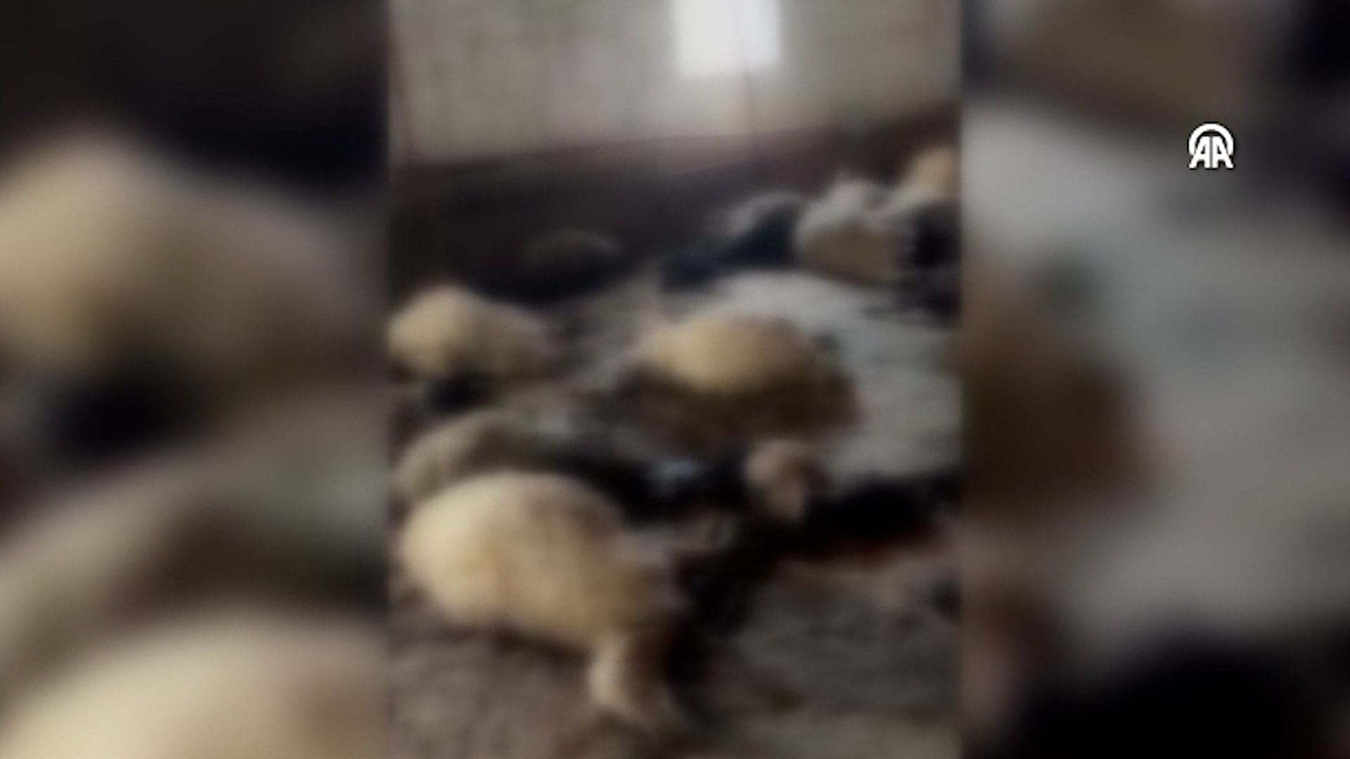 Van'da ahırda havasız kalan küçükbaş hayvanlar telef oldu