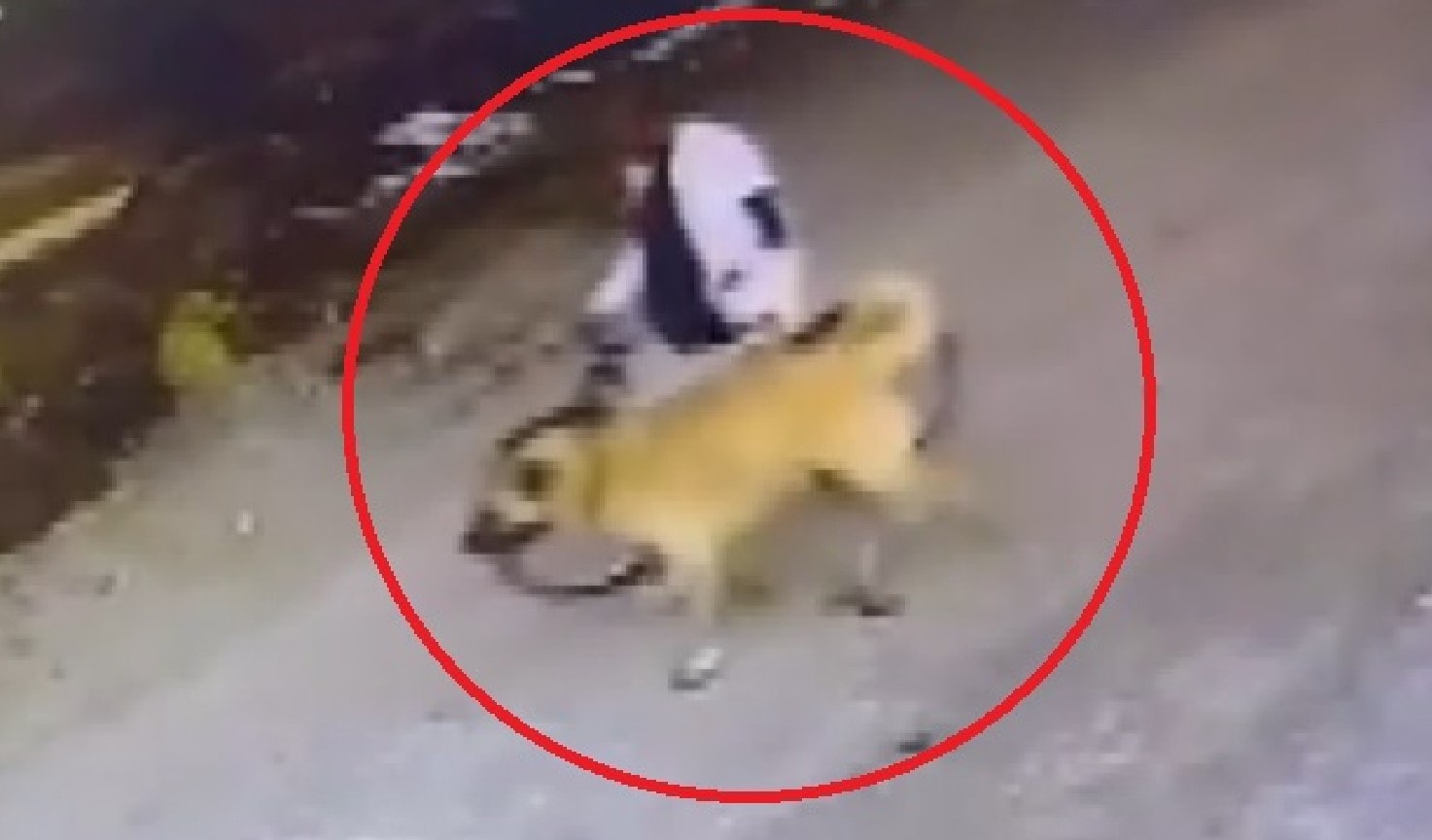 Bisikletle gelip, kangal köpeğini çaldılar