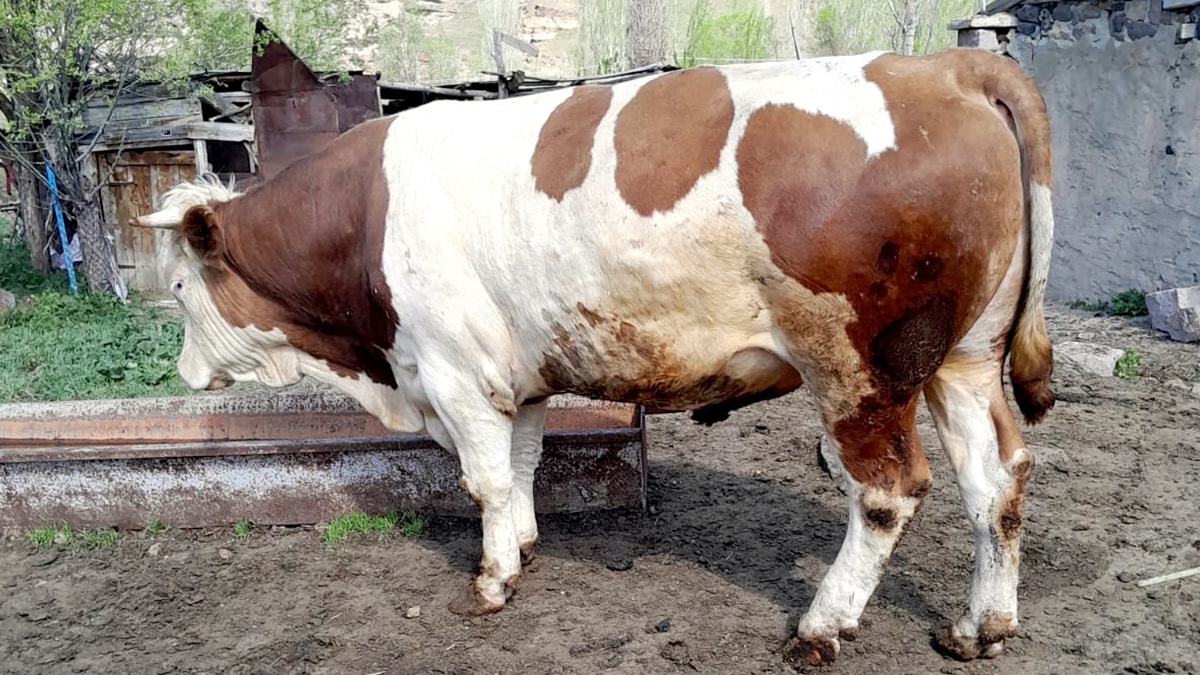 Boğa saldırısına uğrayan kişi öldü