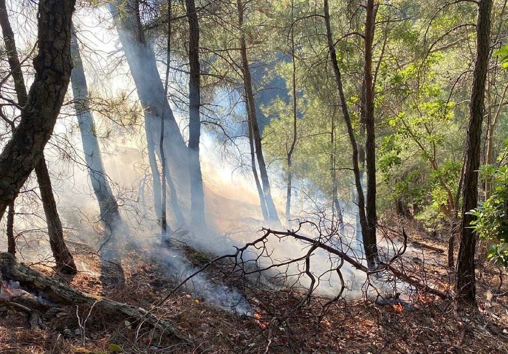 Yıldırım düştü orman alev aldı