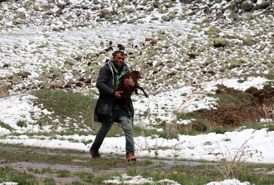 Mayıs ayında sürüleriyle kar yağışına yakalandılar