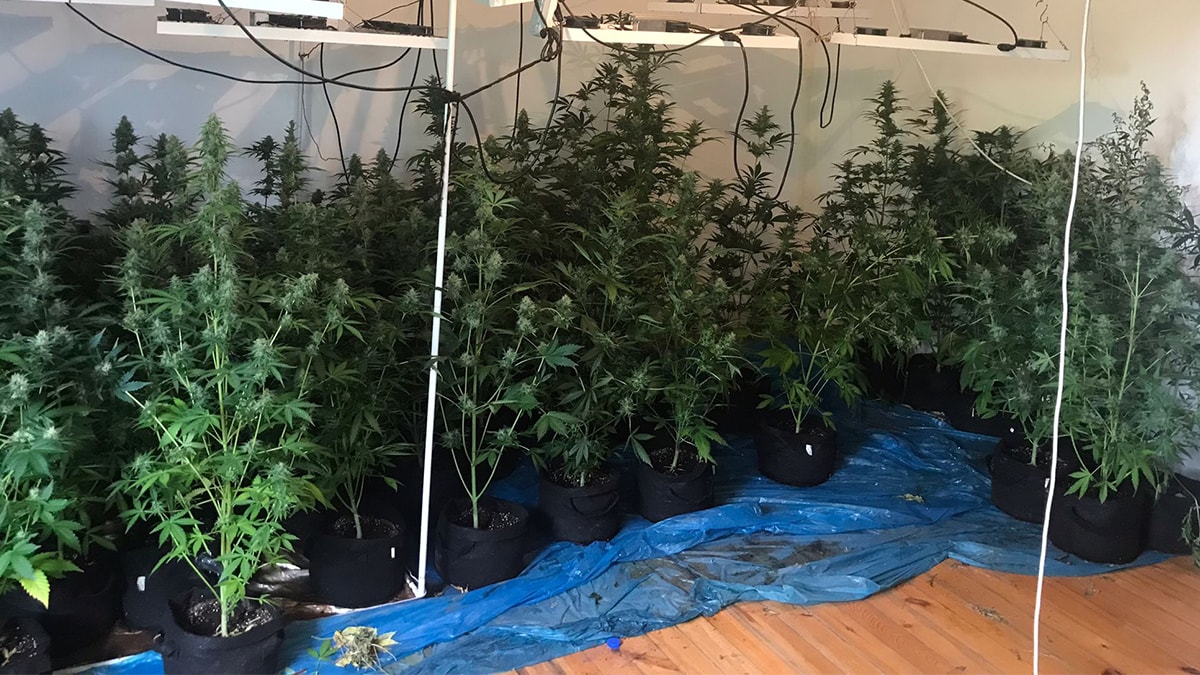 Evi kenevir serasına çevirdiler