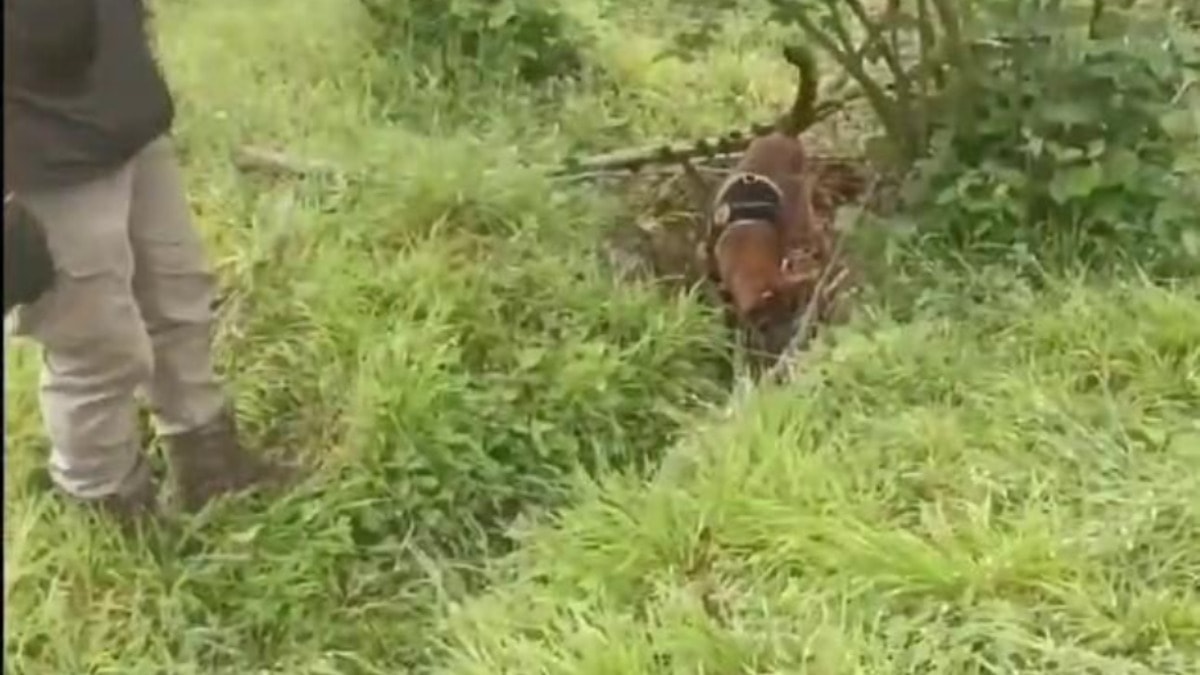 Kayıp olarak aranıyordu: Toprağa gömülü bulundu