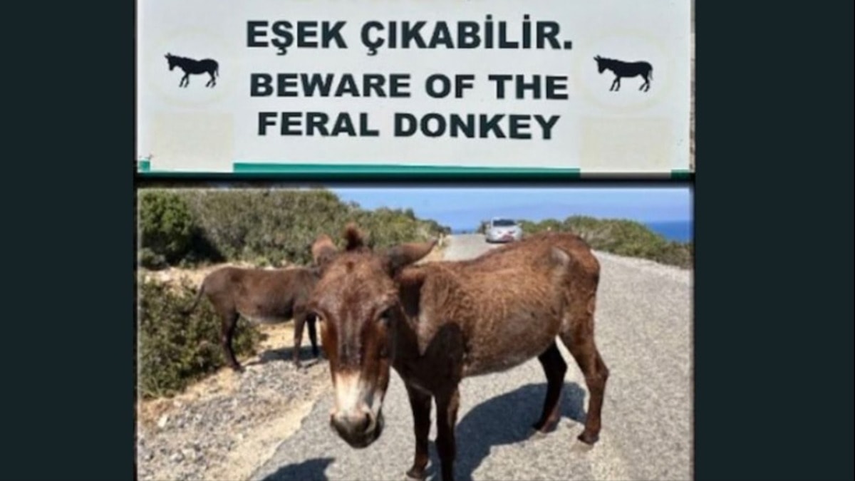 KKTC’de ‘eşekleri uyutalım’ kavgası