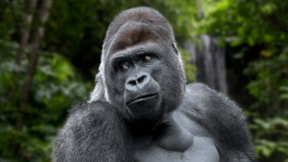 Araştırma: Gorillerin cinsel organ büyüklüğü erkek kısırlığına ışık tutabilir