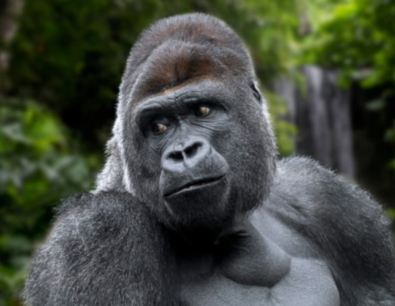 Araştırma: Gorillerin cinsel organ büyüklüğü erkek kısırlığına ışık tutabilir
