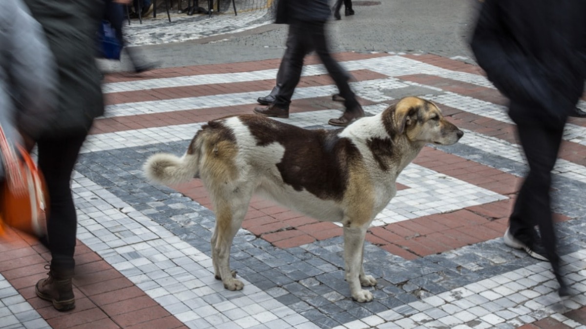 Sokak hayvanları krizi AB'nin de gündeminde