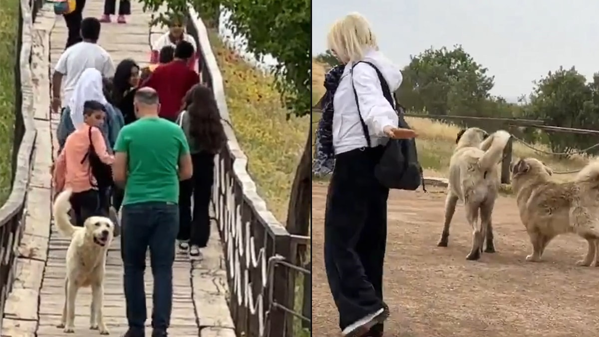 Turistler istedi, köpekler toplatıldı