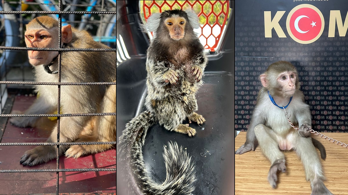 15 ilde egzotik hayvan kaçakçılığı operasyonu