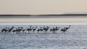 12 binden fazla flamingo gözünü dünyaya Tuz Gölü'nde açtı