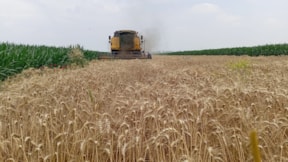Çiftçi buğday taban fiyatının açıklanmamasına tepkili