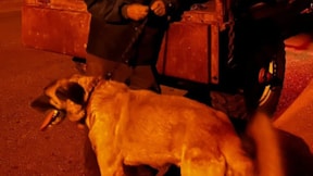 Römorka bağlanıp sürüklenen köpek koruma altına alındı