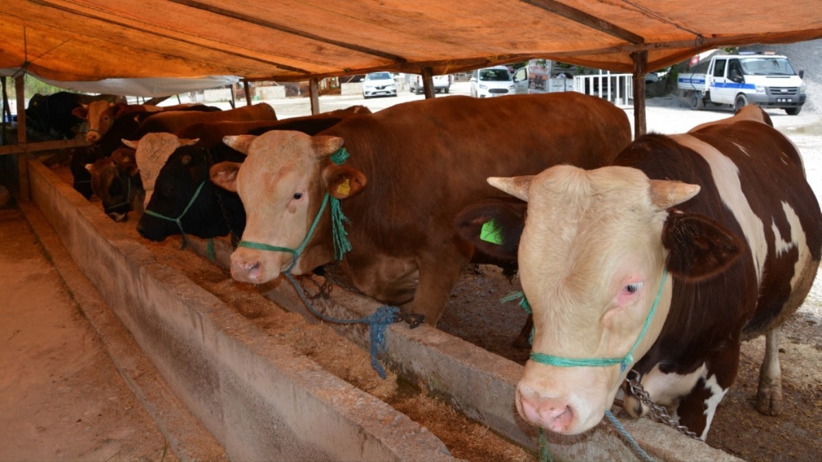 Kurban öncesi kene uyarısı