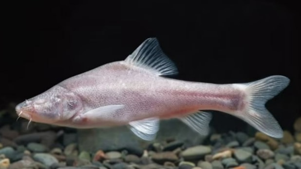 Yeni keşfedilen bir balık türü evrime ışık tutabilir