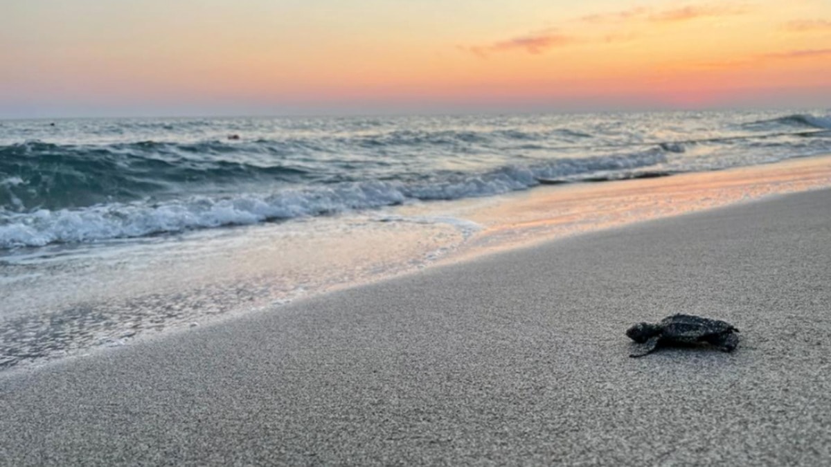 Bu sahillere gece girişin cezası 387 bin TL