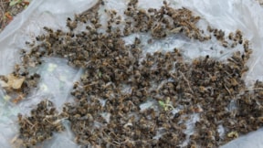 Binlerce arı telef oldu: Üreticilerden 'zehir' iddiası