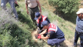 Köye getirilen kurt yavruları koruma altına alındı: 4 gözaltı