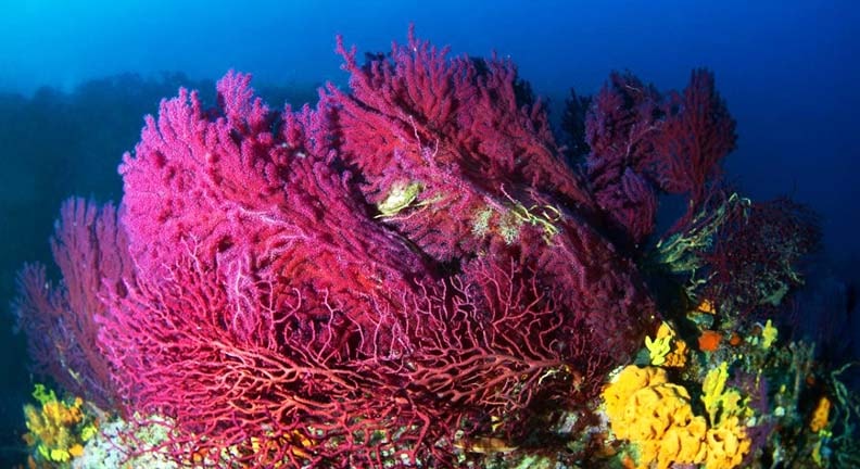 Ayvalık'ın kırmızı mercanları