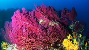 Ayvalık'ın kırmızı mercanları