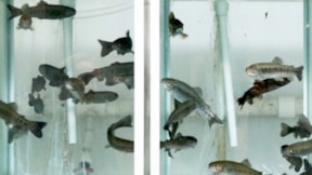 Balık beyninde mikroplastik parçacıklar belirlendi