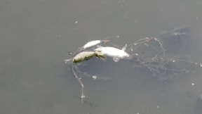 Yeşilırmak'ta balık ölümleri