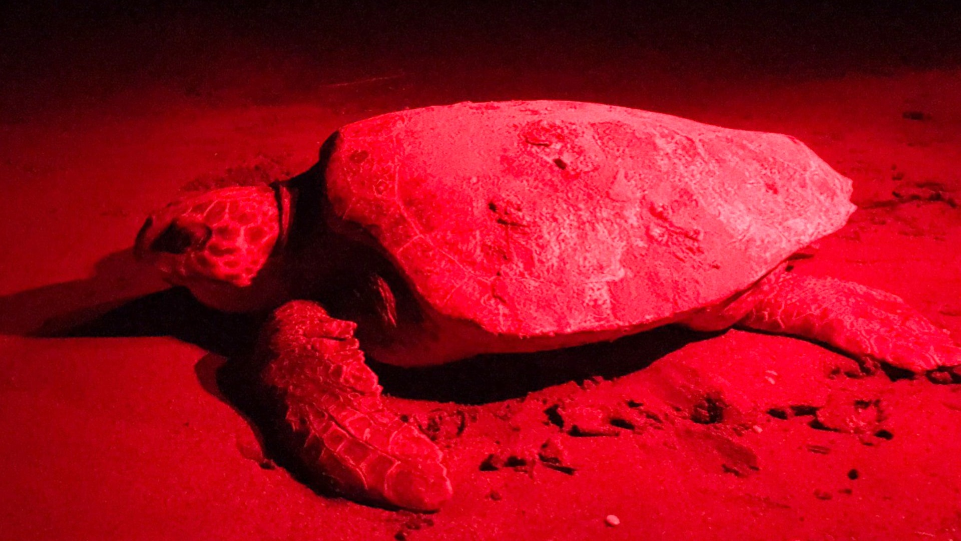 Caretta caretta yuva sayısında rekor artış