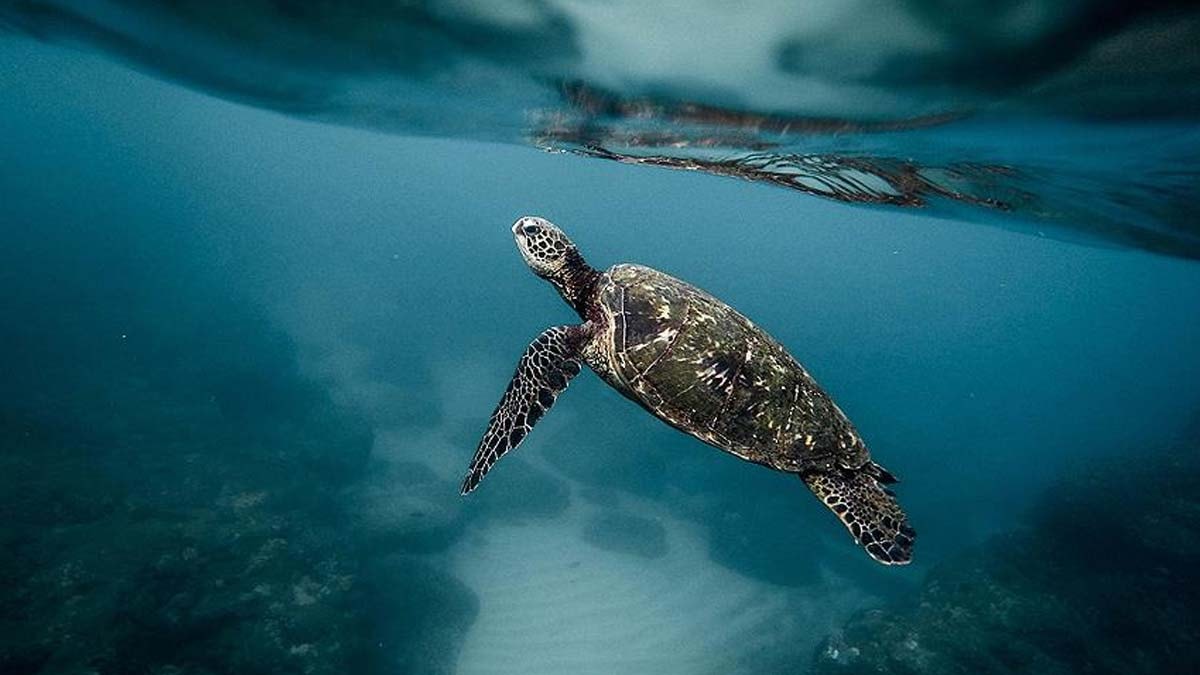 16 yılda 360 deniz kaplumbağası tedavi edildi