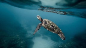 16 yılda 360 deniz kaplumbağası tedavi edildi