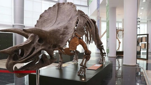 Yeni bir dinozor türüne ait fosil bulundu
